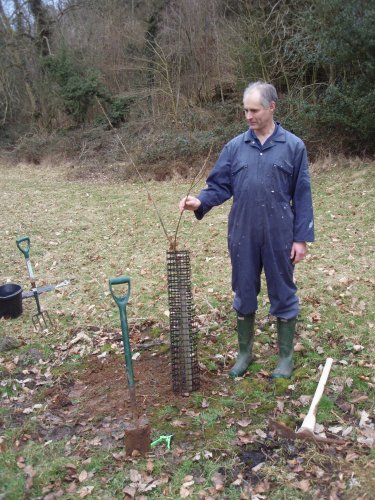 Planting new trees in Clerk's Paddock